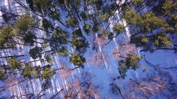 Drone shot of a forest in winter. View from above. Camera looking straight down. Spinning around. Gr