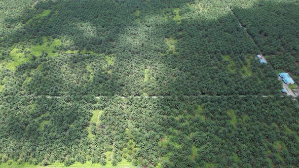 Aerial View of The Palm Oil Estates