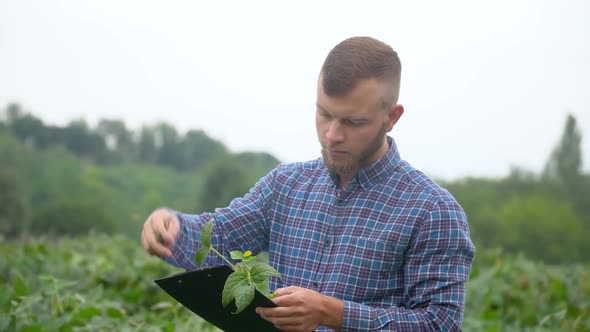 Agronomist Checking the Field Soy a Background of Greenery. Concept Ecology, Bio Product, Inspection