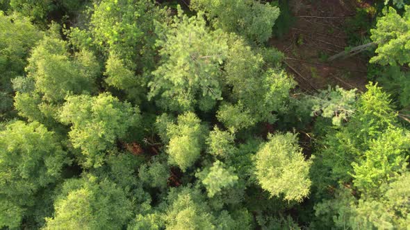 Aerial Bird View Flying Up Over Beautiful Temperate Coniferous Forest Moving Over Top of Trees