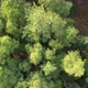 Aerial Bird View Flying Up Over Beautiful Temperate Coniferous Forest Moving Over Top of Trees - VideoHive Item for Sale