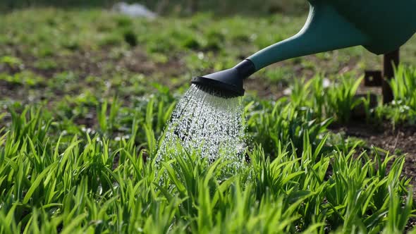 Take Care of Garden  Close Up View of Gardener Watering Garden Bed