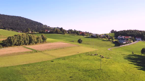 Catlle herd grazing on mountain pasture, aerial footage, rural scene, 4k UHD, high angle, ecological