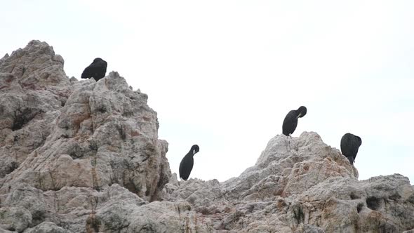 Group of seagulls sitting on a rock near the beach. They are marine birds resting on a rock and slee