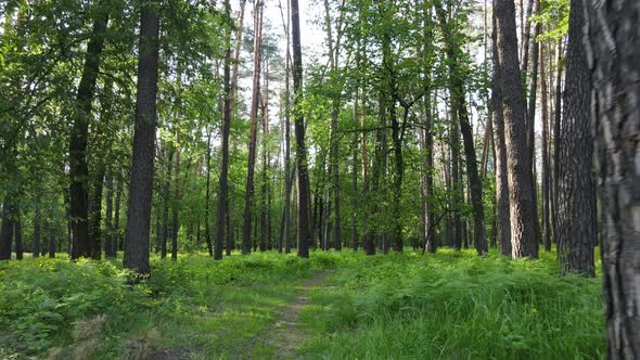 Wild Forest Landscape on a Summer Day