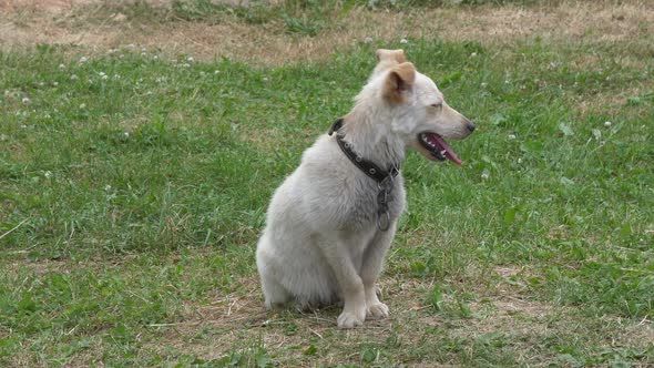 Yard Purebred White Small Dog with A Collar
