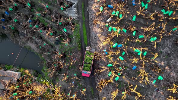 Farmers Collect Bananas 4 k Aerial View Alanya Turkey