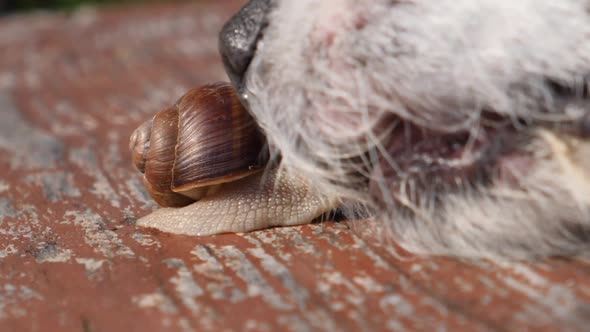 Curious Dog Smelling A Snail In Park