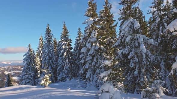 A Small Meadow on a Hillside Surrounded By Fir Trees in Winter