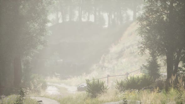 Sunbeams Entering Coniferous Stand on a Misty Summer Morning