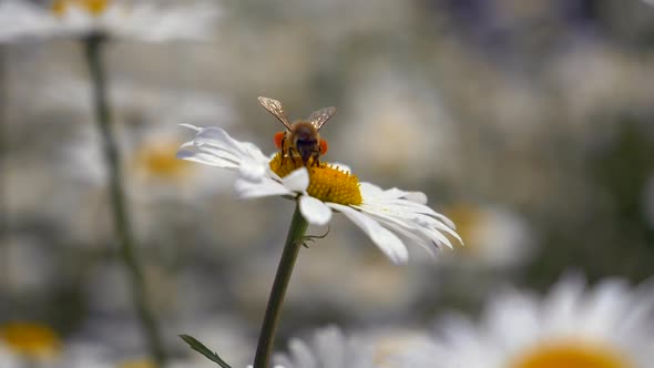 Slow motion shot of wild honeybee gathering pollen of camomile flower and flying away in spring