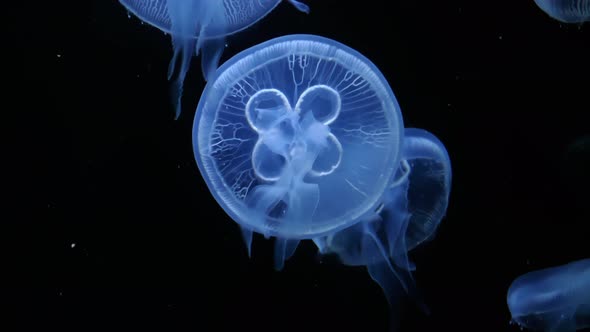 Jellyfish Underwater on Black