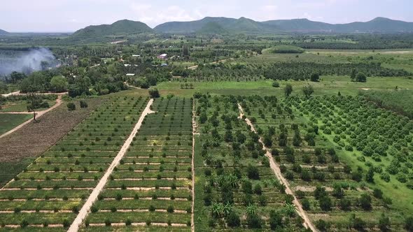 Pineapple farm in Thailand shot on DJI PT4