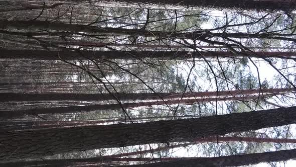 Vertical Video of Beautiful Forest Landscape