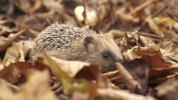 European Hedgehog Sniffing In Autumn Forest - close up