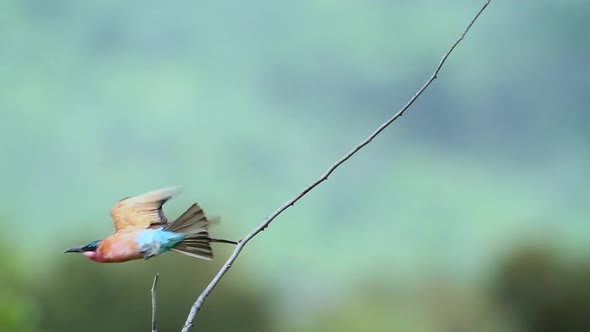 Southern Carmine Bee-eater in Mapungubwe National park, South Africa