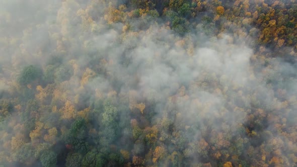 Top view through the fog on the colorful trees of the autumn forest