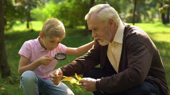 Boy Looks at Leaf Through Magnifying Glass, Granddad Helps to Explore World