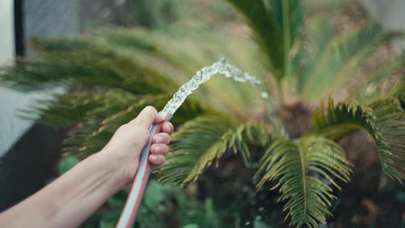 Slow Motion Closeup Video of a Woman's Hand Watering the Leaves of a Plant