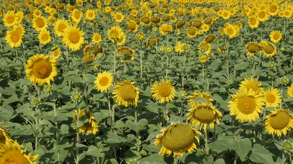 Slow tilt on field of  sunflower Helianthus annuus plant by summer