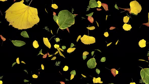 Leaves Flowing in Slow Motion alt