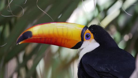 Close-up of Toco Toucan scratching its bill, static shot
