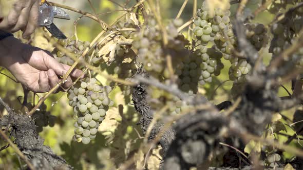 A Man Picking White Grapes