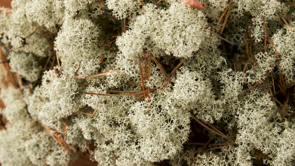 Close Up of Reindeer Lichen Moss 19