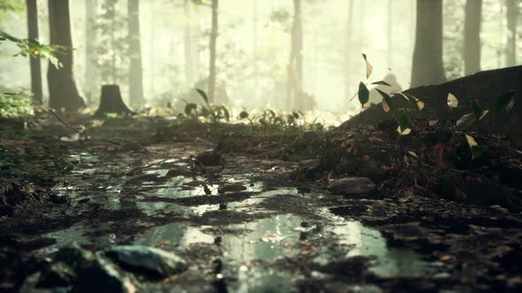 Small Creek Runs Through a Wide Valley Full of Fallen Leaves