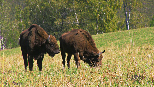 Bison In The Field
