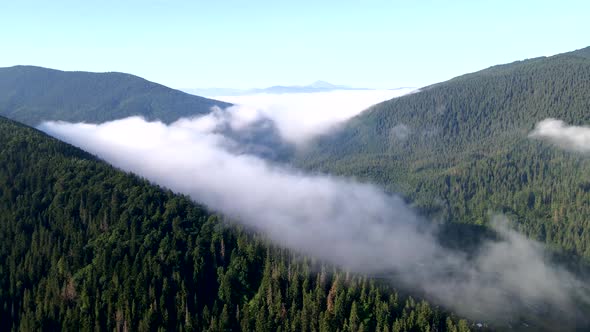 Aerial View Above the Clouds Mountains Range Covered with Pine Tree Forest