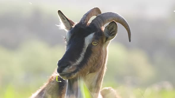 Domestic Milk Goat with Long Beard and Horns Resting on Green Pasture Grass on Summer Day