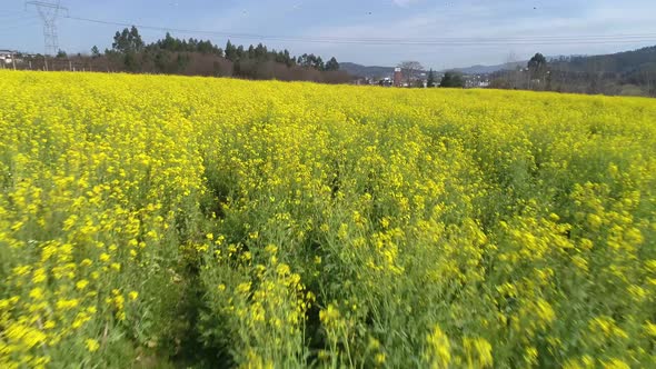 Spring Yellow Flower Field