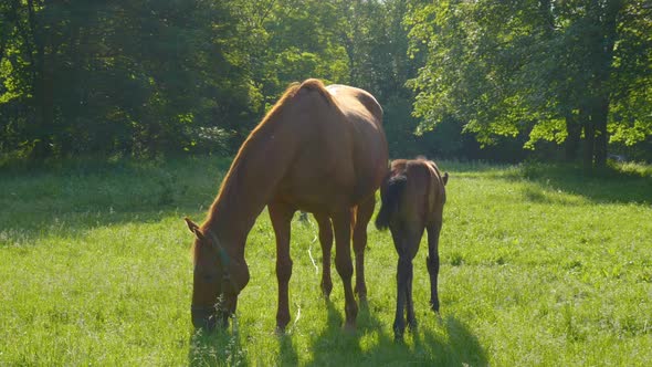 Horse and Foal in the Morning Pasture