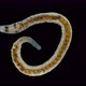Ophidonais serpentina worm under a microscope, Oligochaeta Subclass - VideoHive Item for Sale