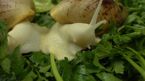 African giant snails