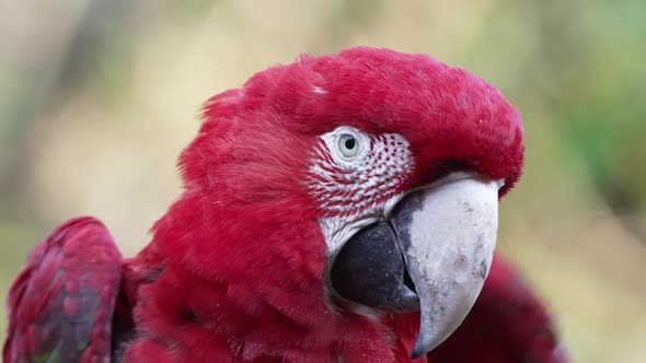 Close Up of a Red-and-Green Macaw Looking Sleepy