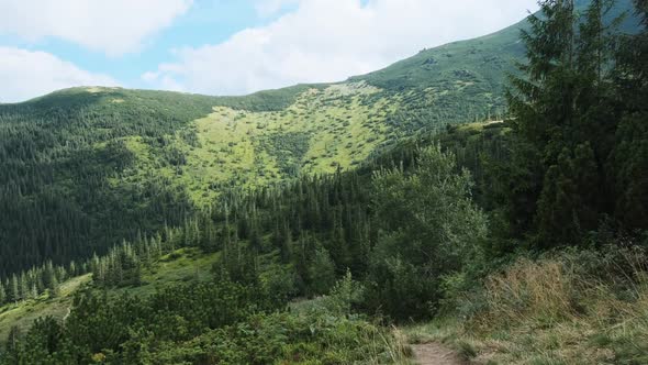 Landscape View of Green Hills in the Valley of Mountains with Coniferous Forests