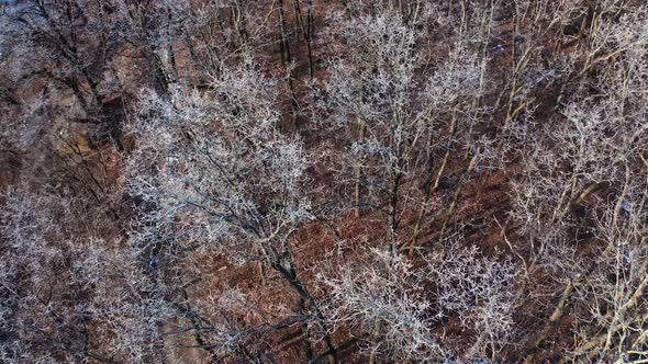 View of winter forest. Aerial view of forest covered with snow