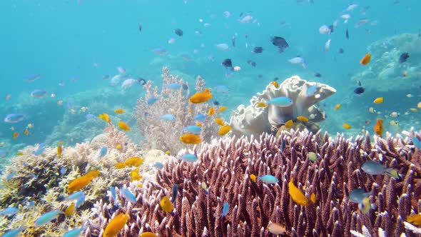 Coral Reef and Tropical Fish