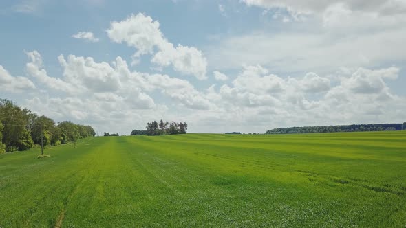 Aerial View of the Green Wheat Field