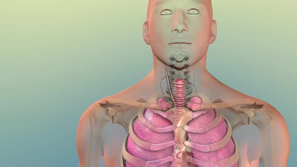 3D Animation of Human Internal Organs. Liver, pancreas, gallbladder.