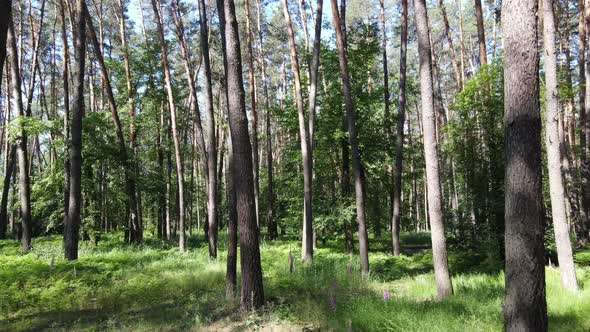 Trees in the Forest By Summer Day