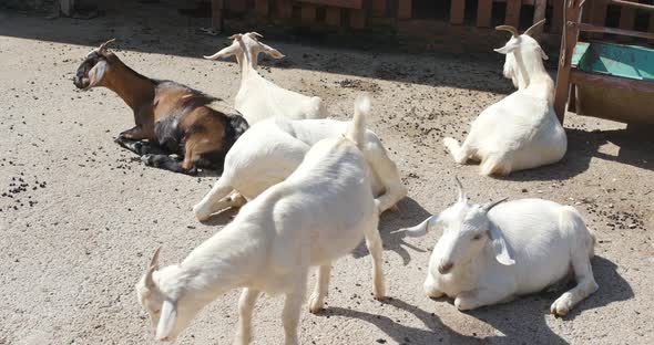 Group white goats in farm 