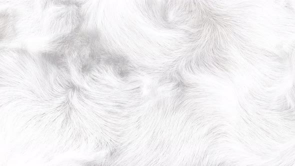 White Fluffy Fur Background 4K