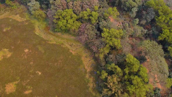 Drone view of a small forest in India.