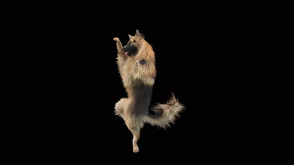 Dog Dance 4K