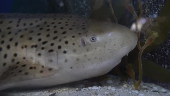 Zebra Shark Lurked on The Sandy Bottom Near the Underwater Rock. Head of Spotted Shark Close-Up