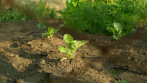 A Bed with a Growing Young White Cabbage Behind a Mesh Fence