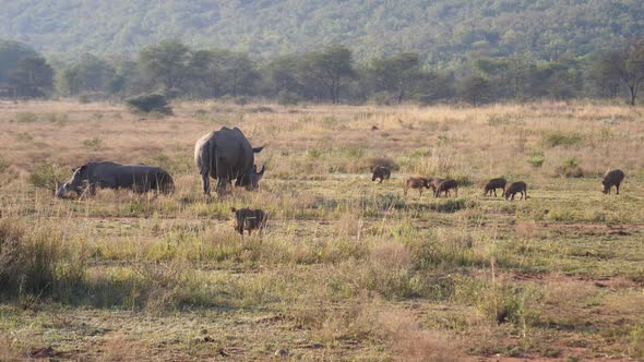 Rhinos and warthogs on the savanna 